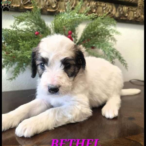 Bethel, Saint Berdoodle Puppy